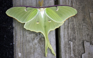 Giant Killer Moth Giant Killer Moth