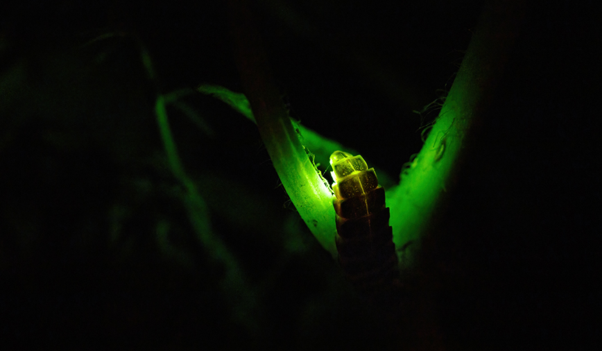 Glowworm