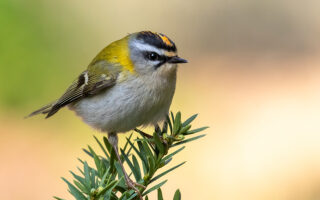 Golden Crown Kinglet