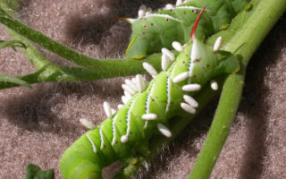 Good Growing Weather Good Growing Weather