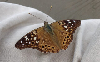Hackberry Emperor Lucky Shirt
