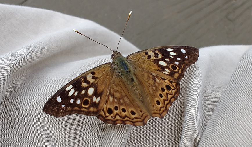 Hackberry Emperor Lucky Shirt