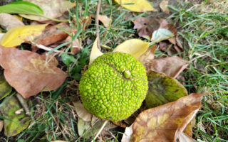 Hedge Apples Hedge Apples