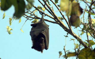 Hoary Bat
