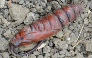 Hornworm