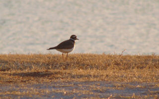 Kildeer