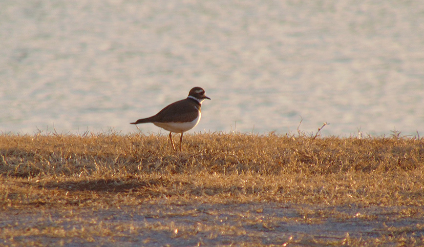 Kildeer