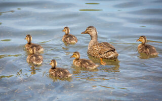 Mama Mallard