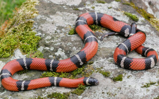 Milksnake