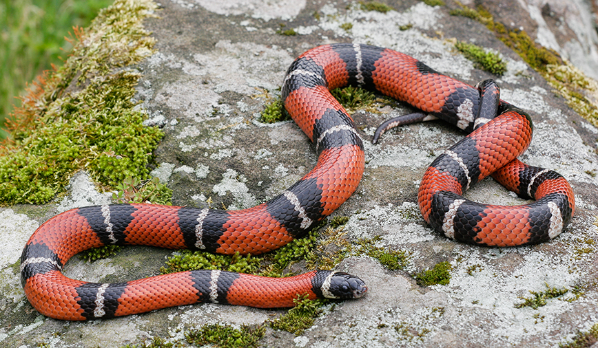 Milksnake