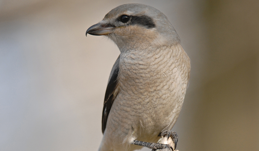 Northern Shrike