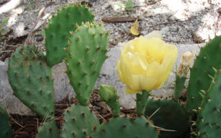 Opuntia