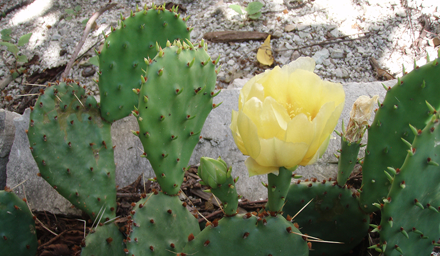 Opuntia