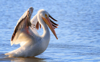 Pelicans