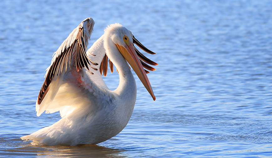 Pelicans