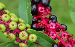 Pokeweed