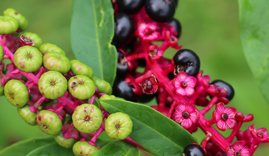 Pokeweed