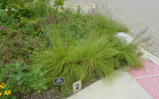 Prairie Dropseed