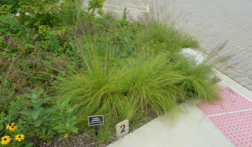 Prairie Dropseed