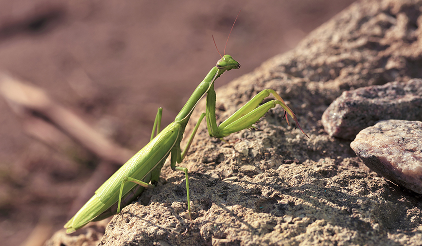 Praying Mantis