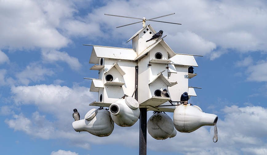 Purple Martin