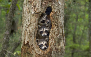Raccoon Tree