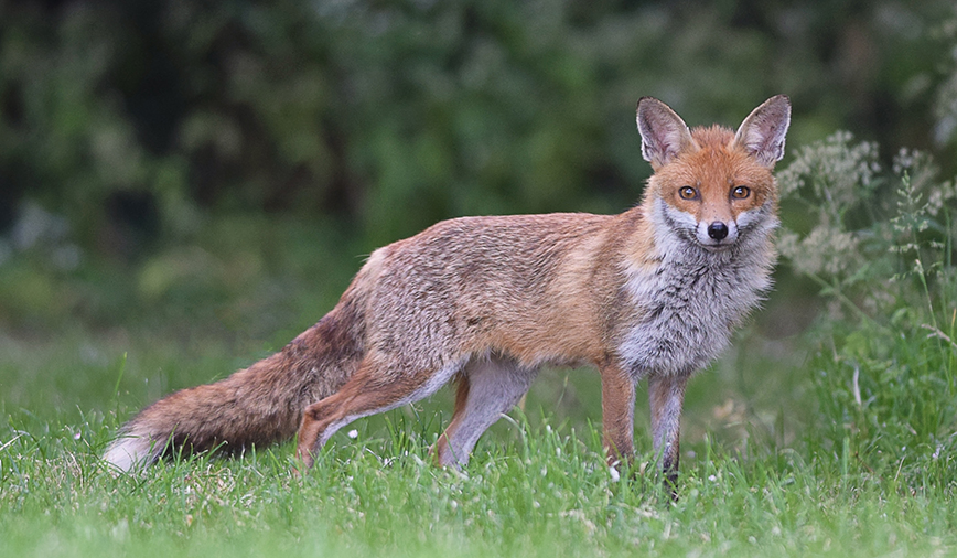 Red Fox