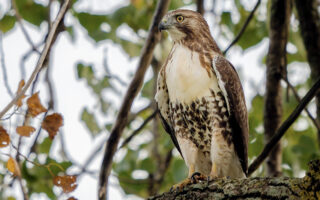 Red Tailed Hawk