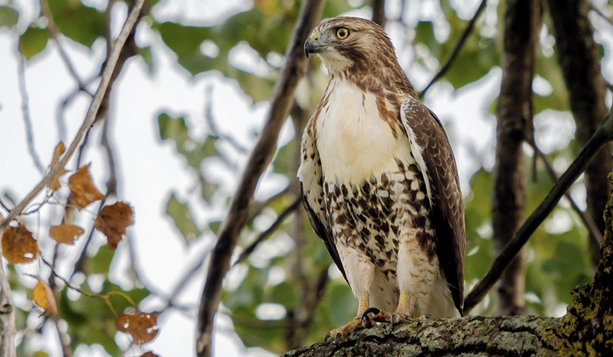 Red Tailed Hawk