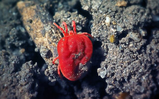 Red Velvet Mites Red Velvet Mites