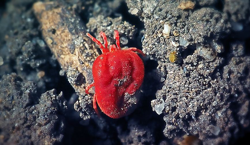 Red Velvet Mites