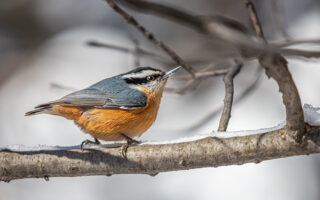 Red-breasted Nuthatch