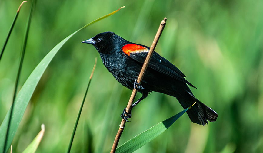 Red Winged Blackbird Behavior