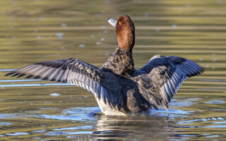 Redhead Ducks