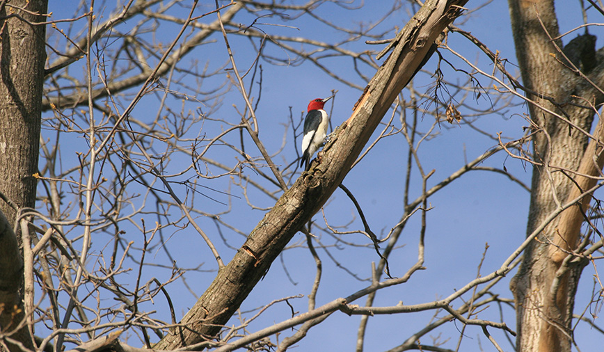 Red-headed