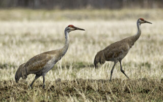Sandhill Crane Sandhill Crane