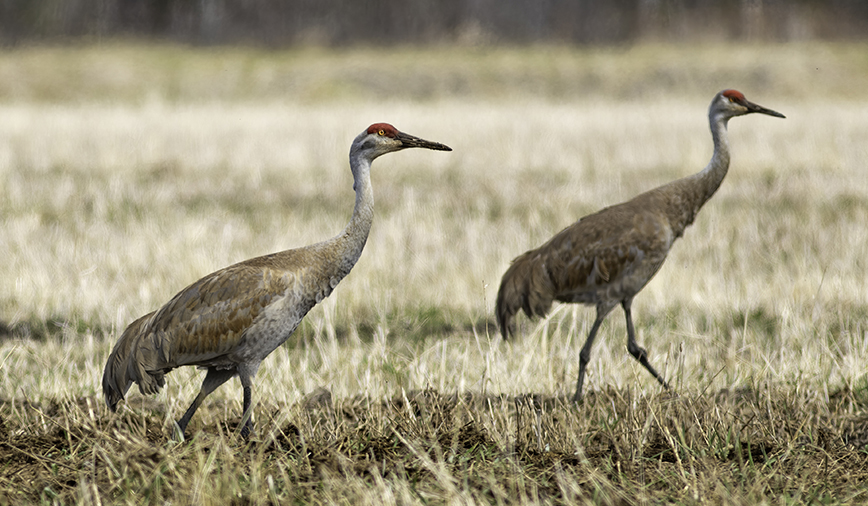 Sandhill Crane