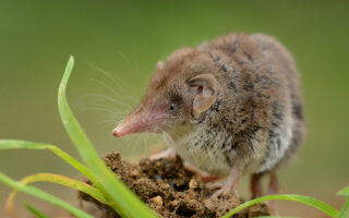 Shrew