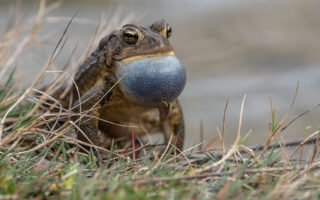 Signs of Spring Signs of Spring