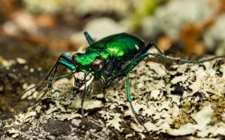Six-Spotted Tiger Beetle
