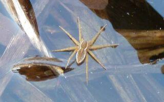 Six Spotted Fishing Spider