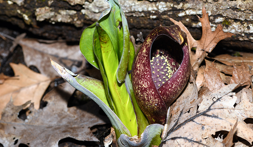 Skunk Cabbage