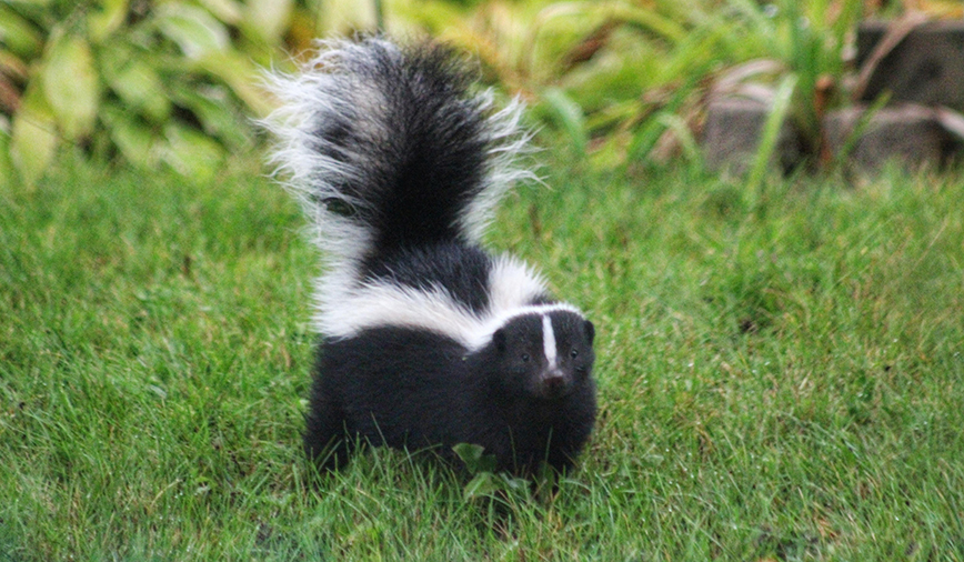 Skunks