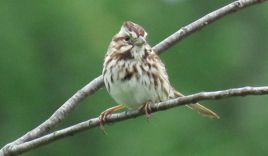 Song Sparrows