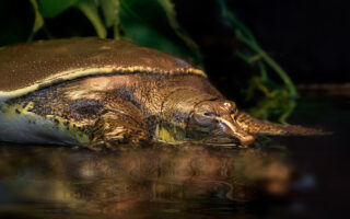 Spiny Softshell Turtle