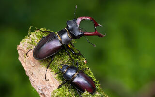 Stag Beetles Stag Beetles
