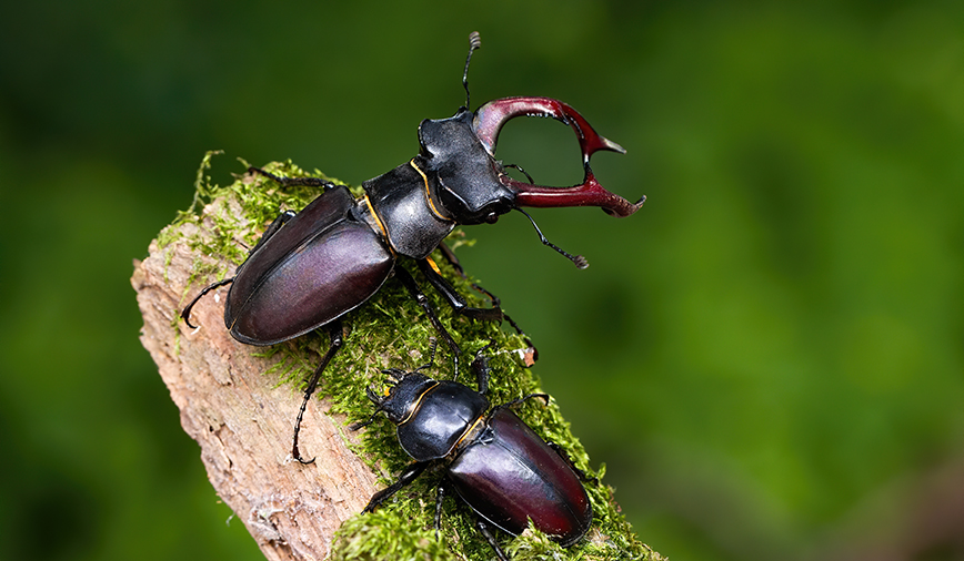 Stag Beetles