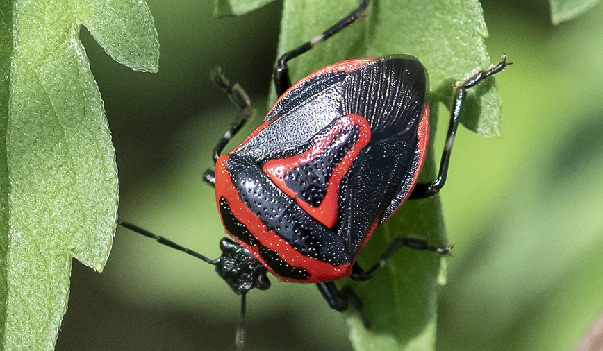 Stinkbugs