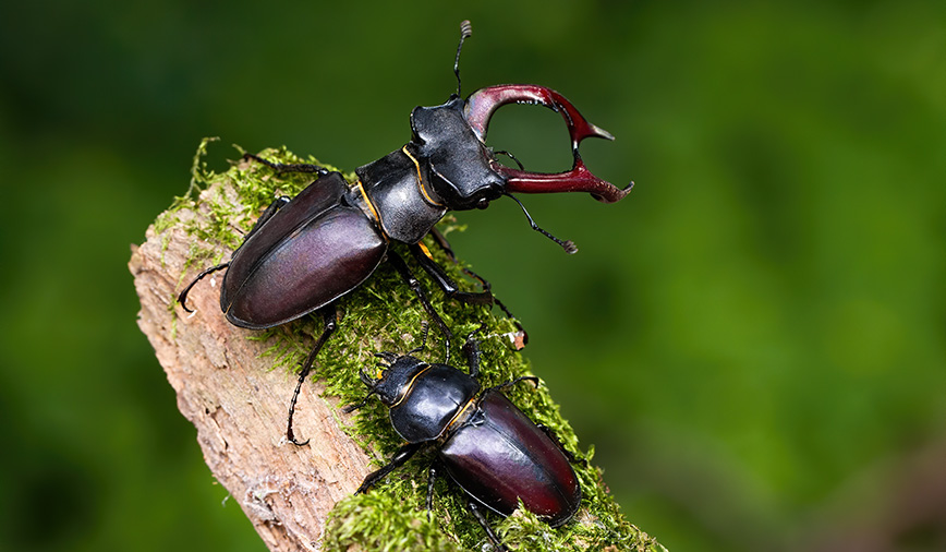 Strag Beetles