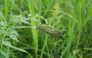 Swallowtail Caterpillar